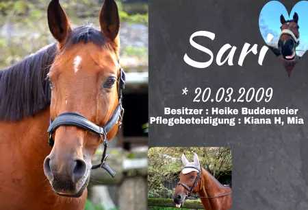 boxenschild pferdPferde Sari Bild