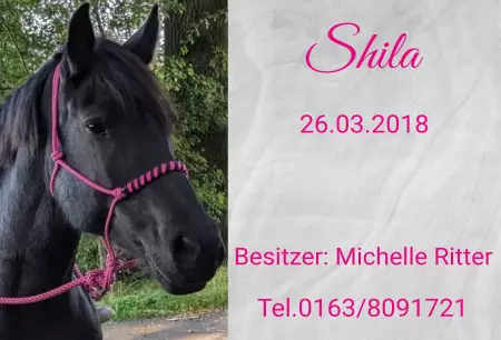 boxenschild pferdPferde Shila Bild