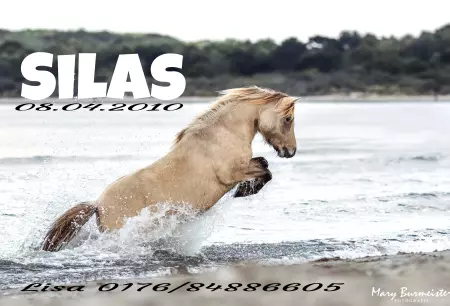 boxenschild pferdPferde SILAS Bild
