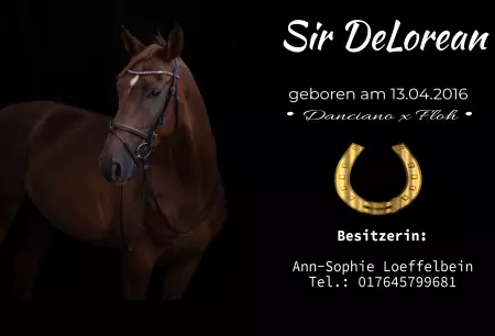 boxenschild pferdPferde Sir DeLorem Bild