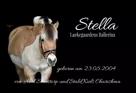 boxenschild pferd Pferde Stella Bild