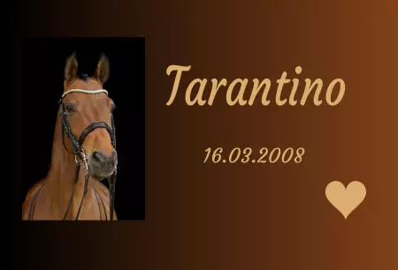 boxenschild pferdPferde Tarantino Bild