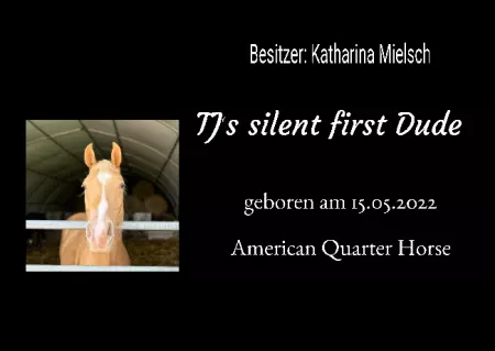 boxenschild pferd Pferde TJs silent first Dude Bild