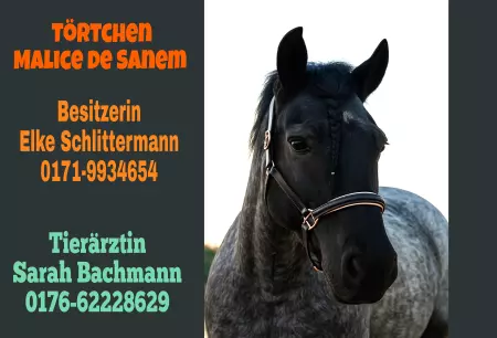 boxenschild pferd Pferde Törtchen Malice De Sanem Bild