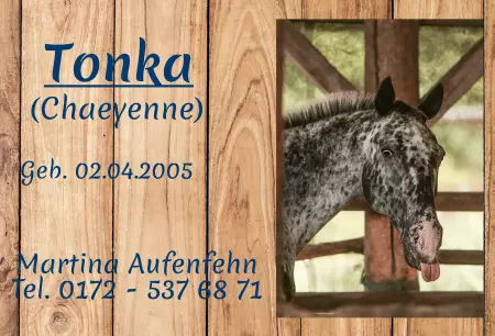 boxenschild pferdPferde Tonka Bild