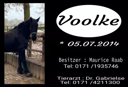 boxenschild pferdPferde Voolke Bild