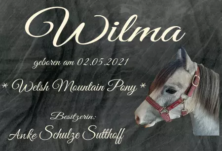 boxenschild pferdPferde Wilma Bild